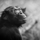 Bonobo Kölner Zoo