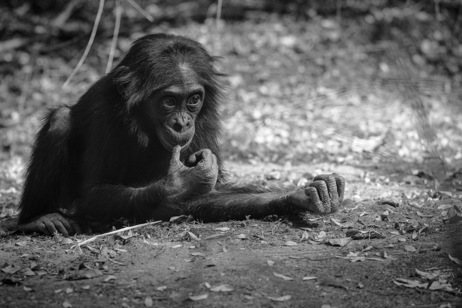 Bonobo Kölner Zoo