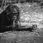 Bonobo Kölner Zoo