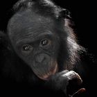 Bonobo Kolela