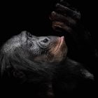 Bonobo Liboso
