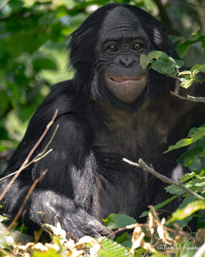 Bonobo Lubao
