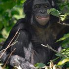 Bonobo Lubao