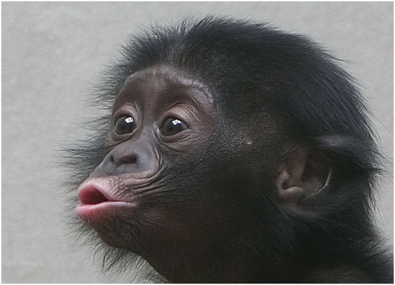 Bonobo Luebo