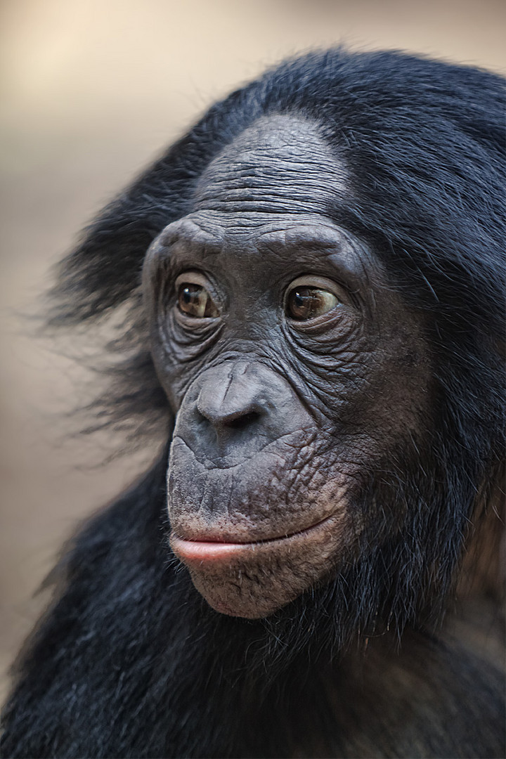 Bonobo Mädchen