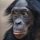 Bonobo Mädchen