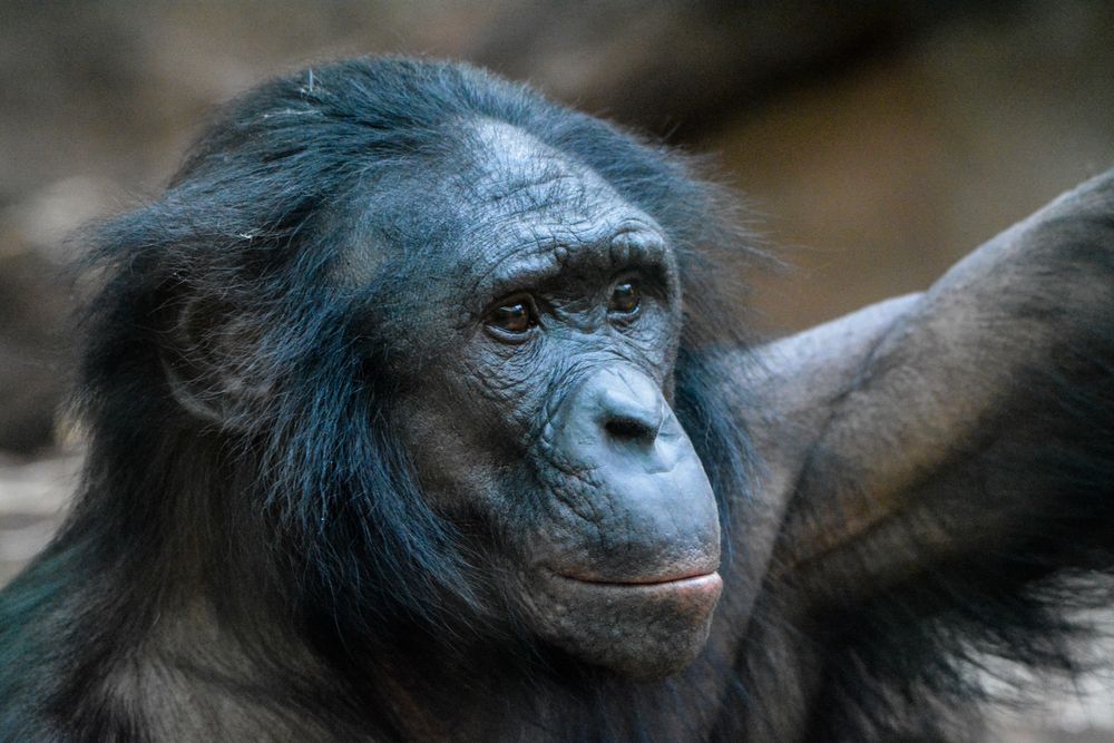 Bonobo-Männchen im Frankfurter Zoo