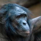 Bonobo-Männchen im Frankfurter Zoo