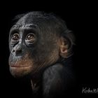 Bonobo Makasi, Wilhelma Stuttgart 