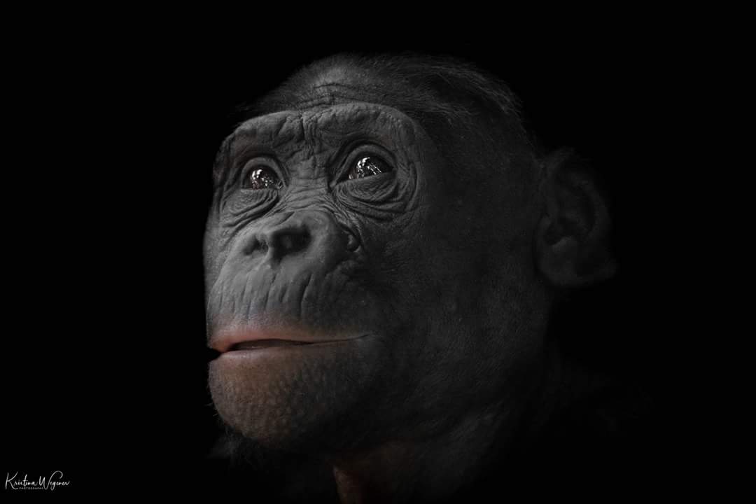 Bonobo Mary Rose