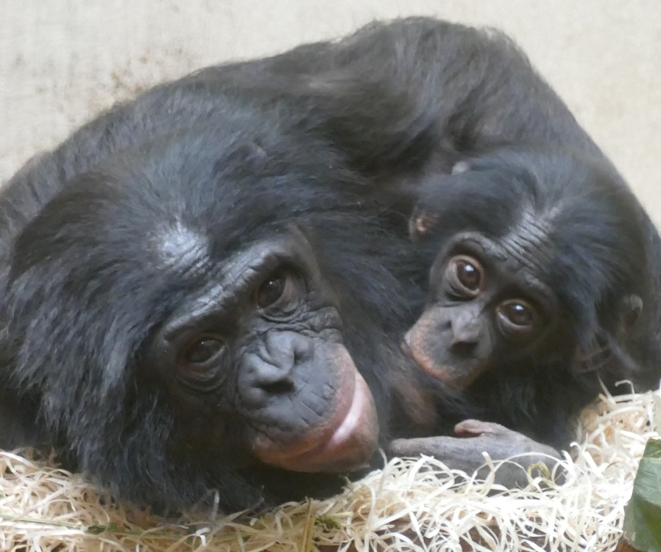 Bonobo mit Jungtier im Wuppertaler Zoo 