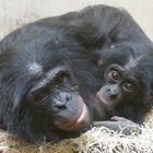 Bonobo mit Jungtier im Wuppertaler Zoo 