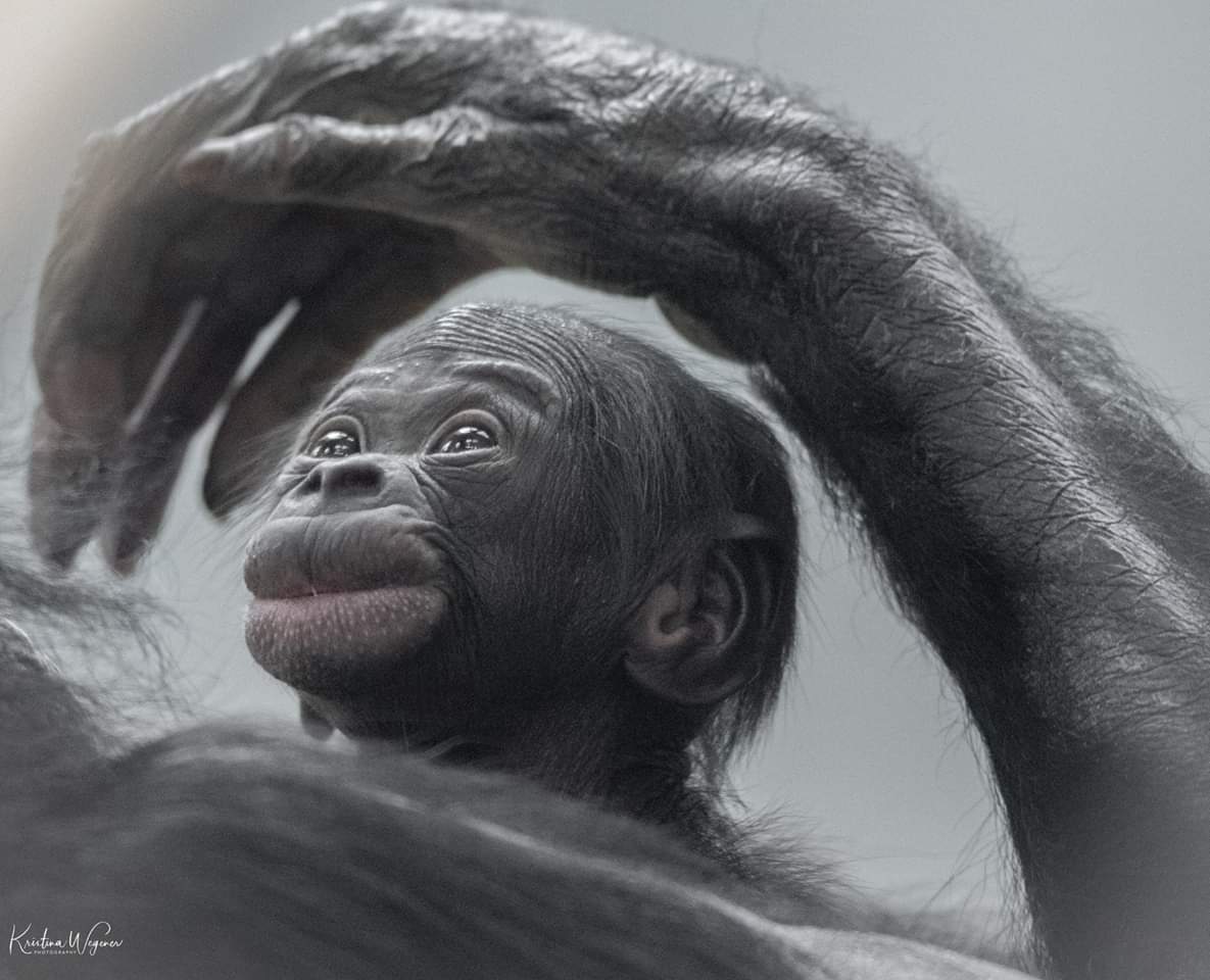 Bonobo mit Nachwuchs