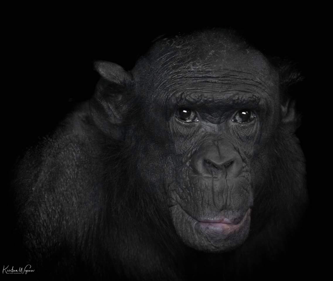 Bonobo Mobikisi