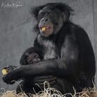 Bonobo Mutter mit Baby 