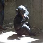 Bonobo Nachwuchs