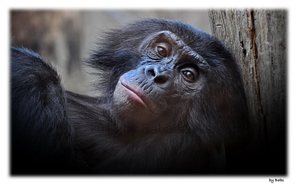 Bonobo ( Pan paniscus )