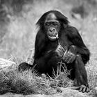 Bonobo Portrait *