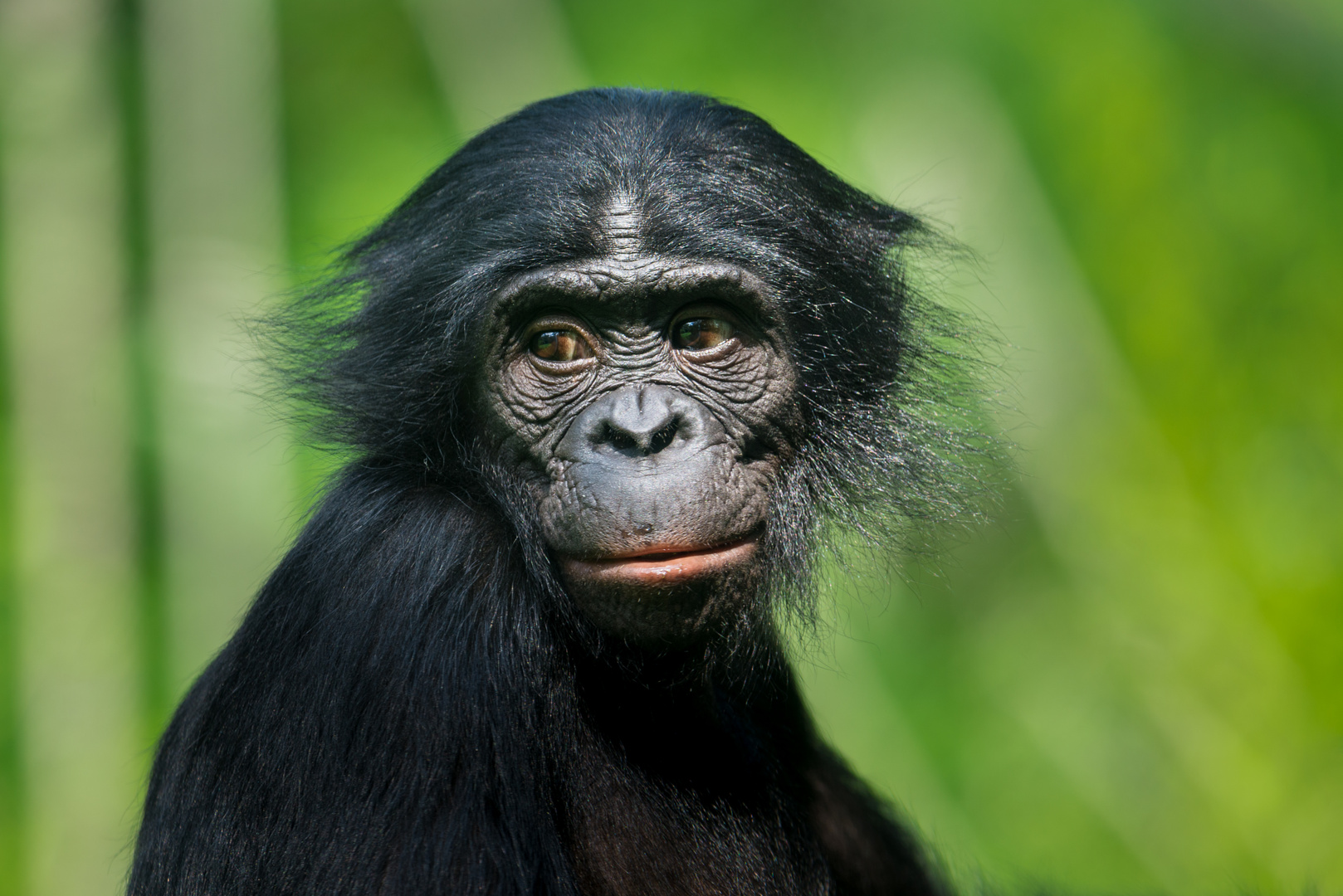 Bonobo Portrait