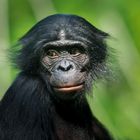 Bonobo Portrait