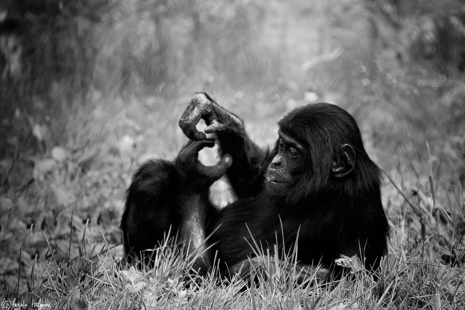 Bonobo Portrait **