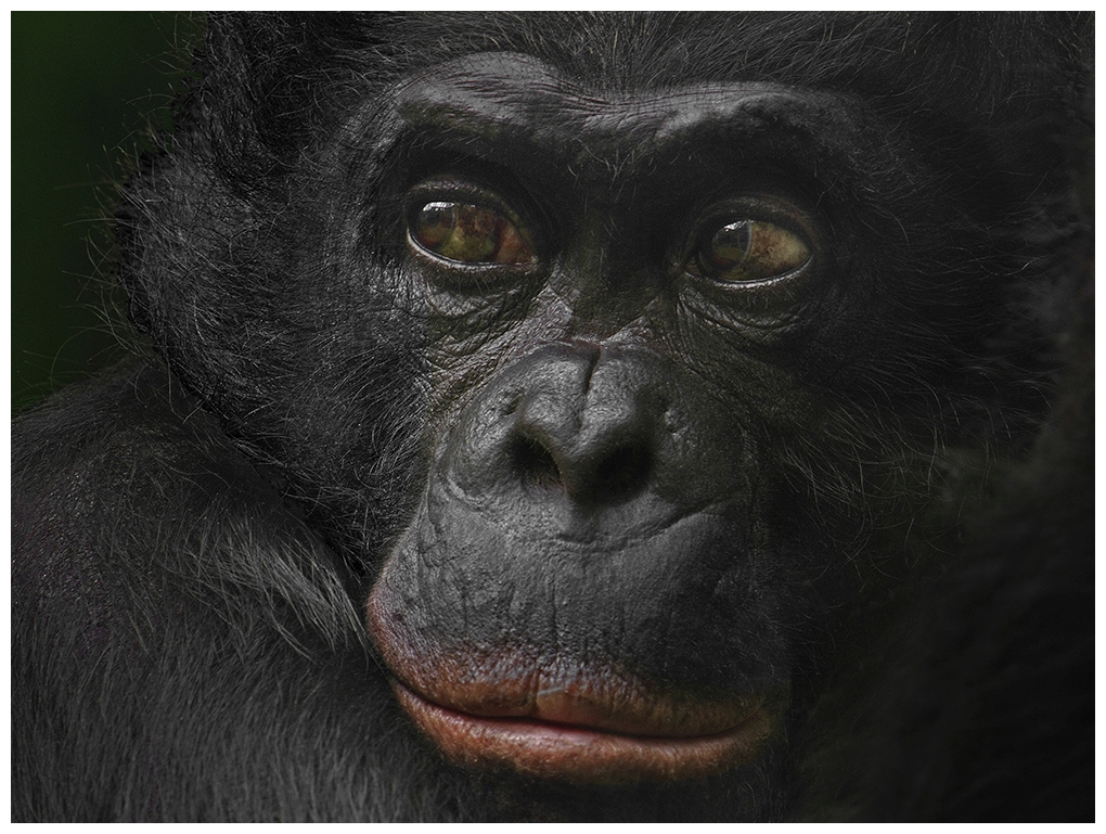 Bonobo Portrait (Captive)