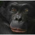 Bonobo Portrait (Captive)