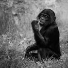 Bonobo Portrait ***
