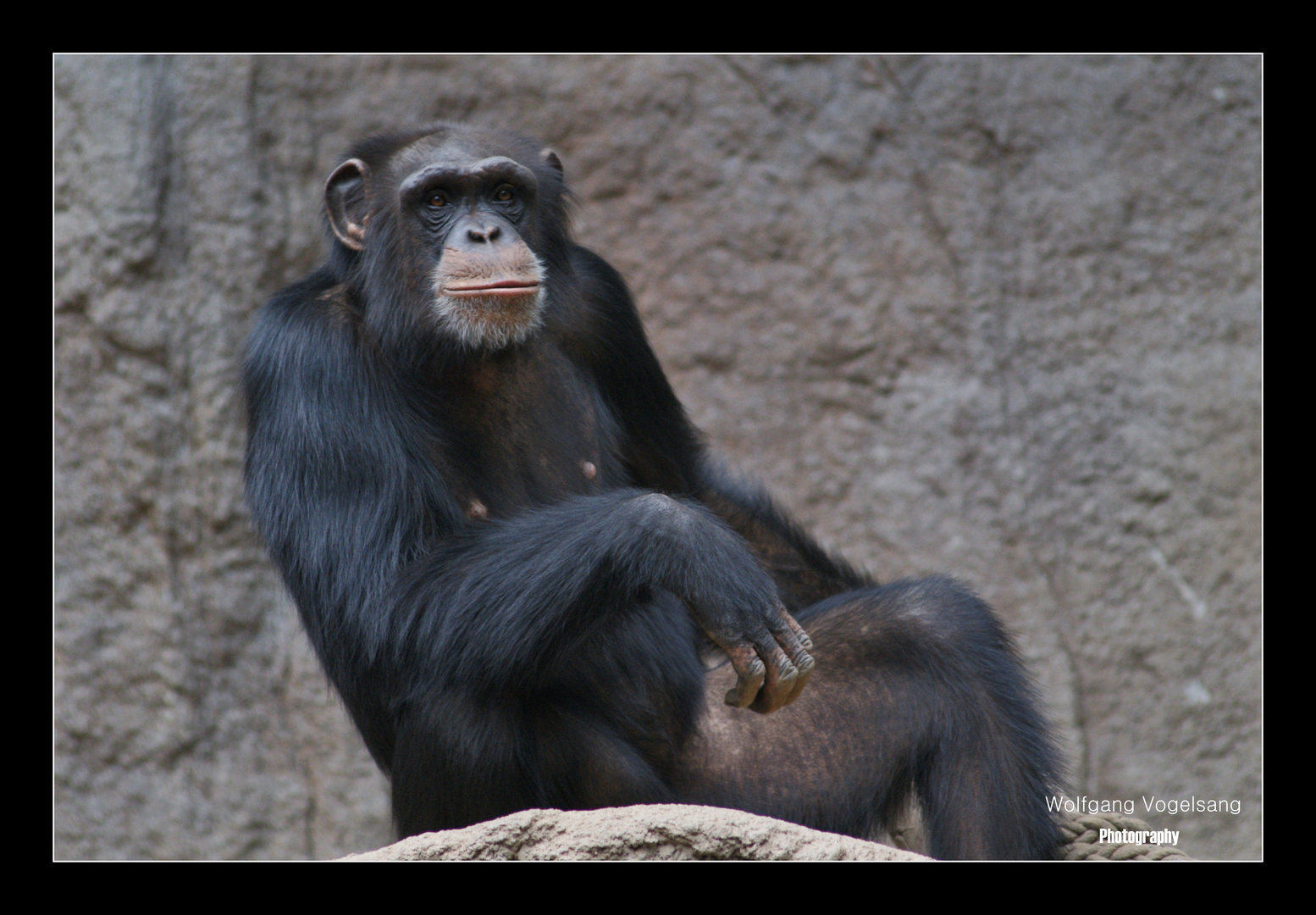 ...Bonobo-Posing...