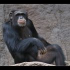 ...Bonobo-Posing...