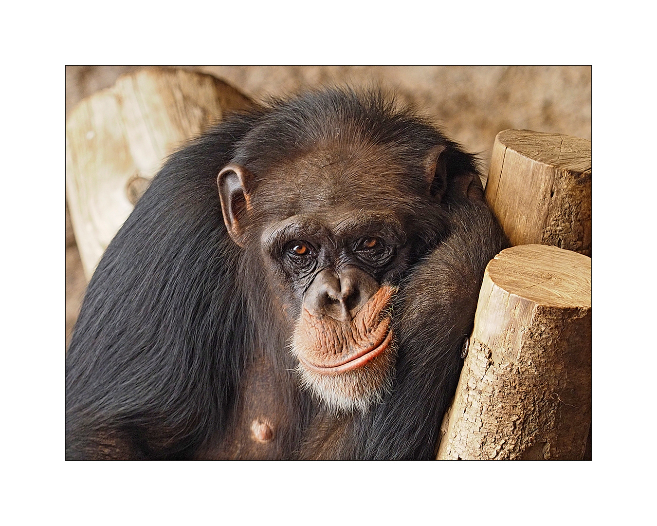 Bonobo, Primat