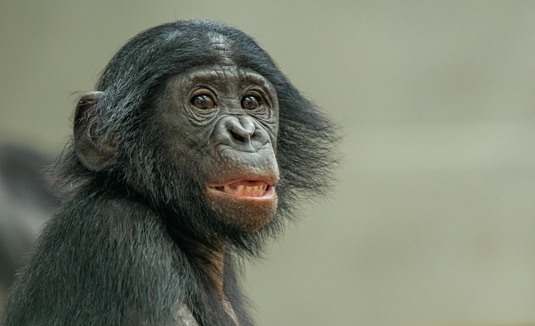 Bonobo Teenager...