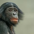 Bonobo Teenager...