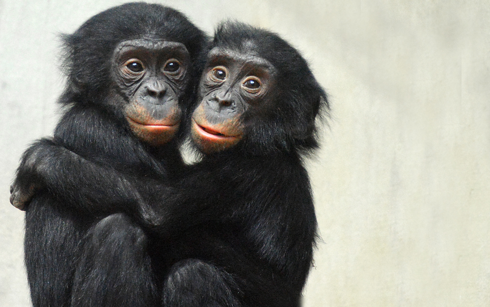 BONOBO TWINS