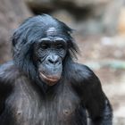 Bonobo-Weibchen im Frankfurter Zoo