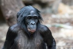 Bonobo-Weibchen im Frankfurter Zoo