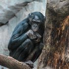 Bonobo Weibchen im Frankfurter Zoo