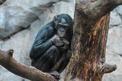 Bonobo Weibchen im Frankfurter Zoo