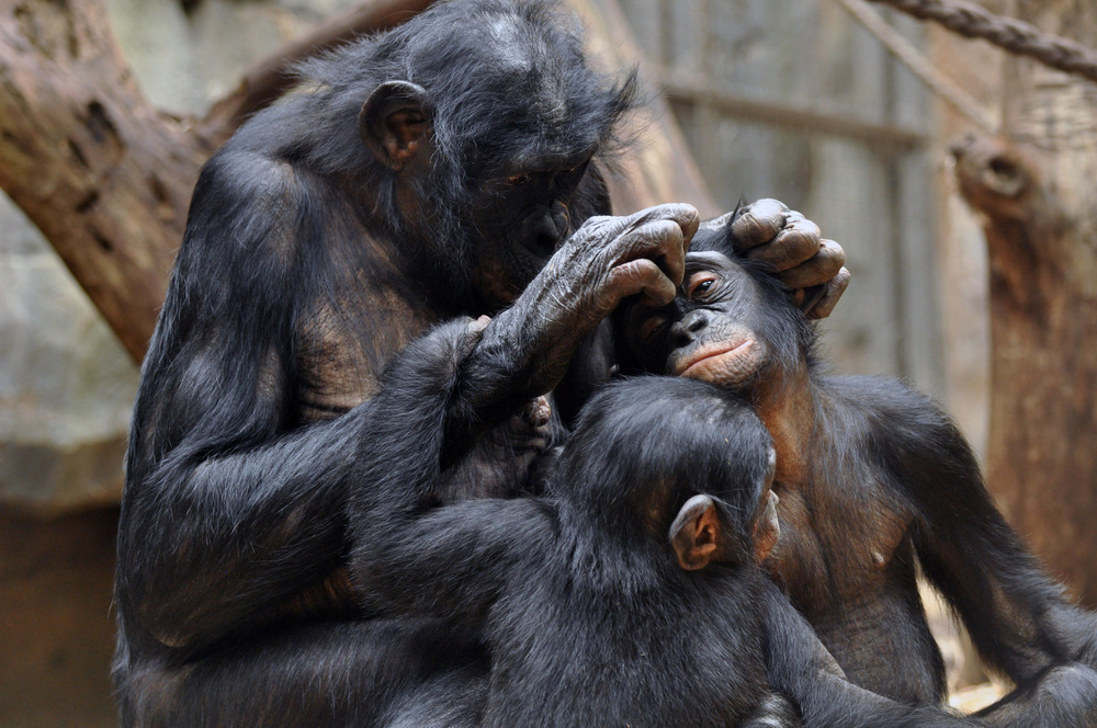 Bonobo - Weibchen mit Jungen bei der Fellpflege im Frankfurter Zoo