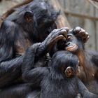 Bonobo - Weibchen mit Jungen bei der Fellpflege im Frankfurter Zoo