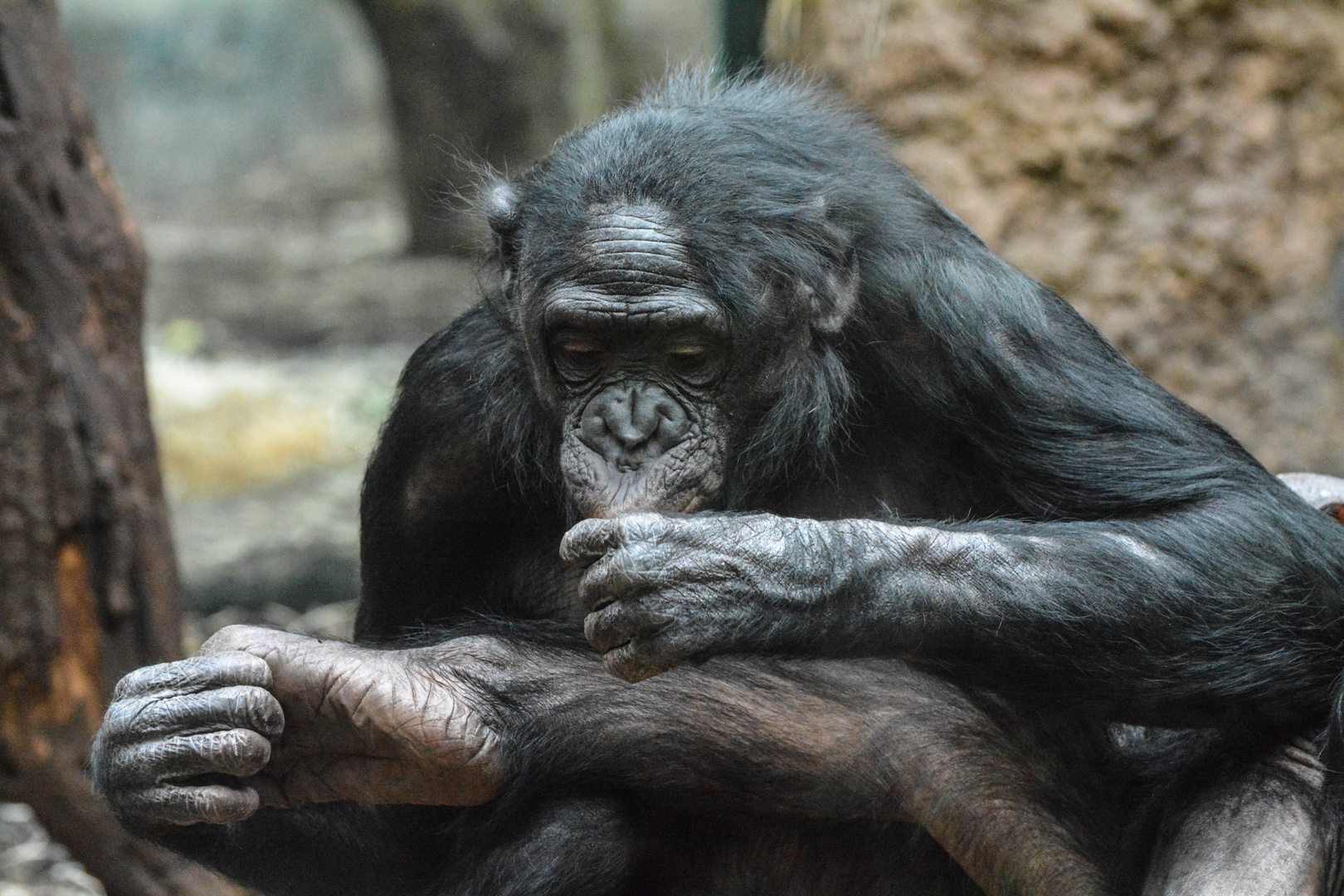 Bonobo - Weibchen untersucht den Fuss einer anderen Äffin (Frankfurter Zoo)