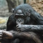Bonobo - Weibchen untersucht den Fuss einer anderen Äffin (Frankfurter Zoo)