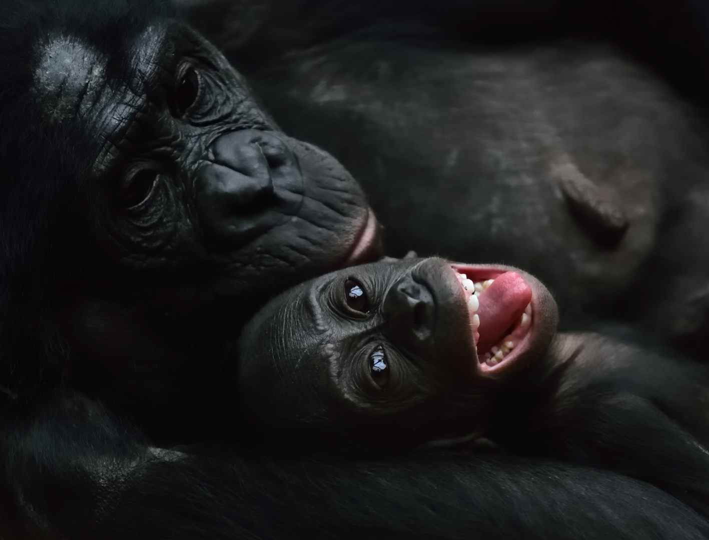 Bonobo -Zweisamkeit