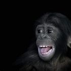 Bonobobaby Xhosa