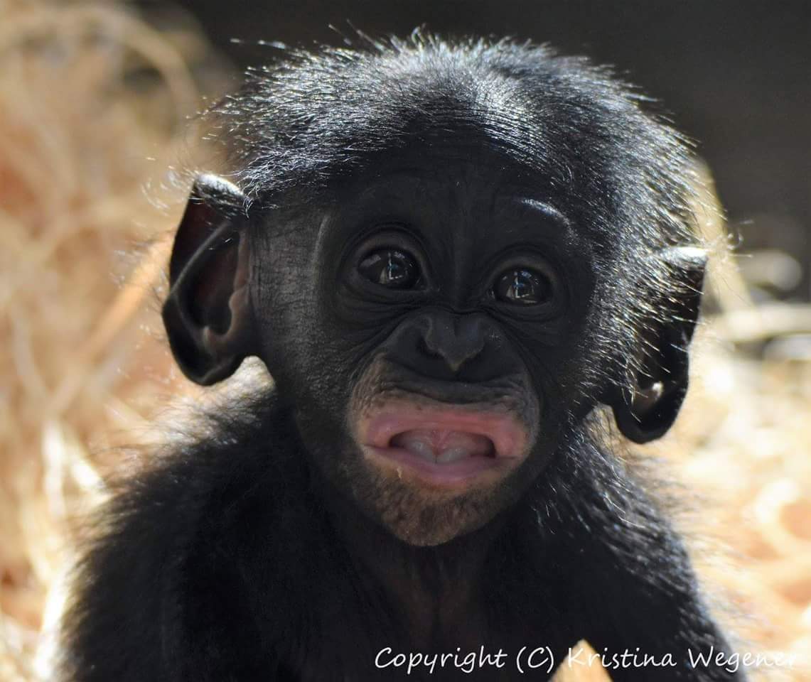 Bonobobaby Yanola, wilhelma Stuttgart