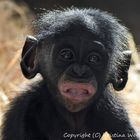 Bonobobaby Yanola, wilhelma Stuttgart