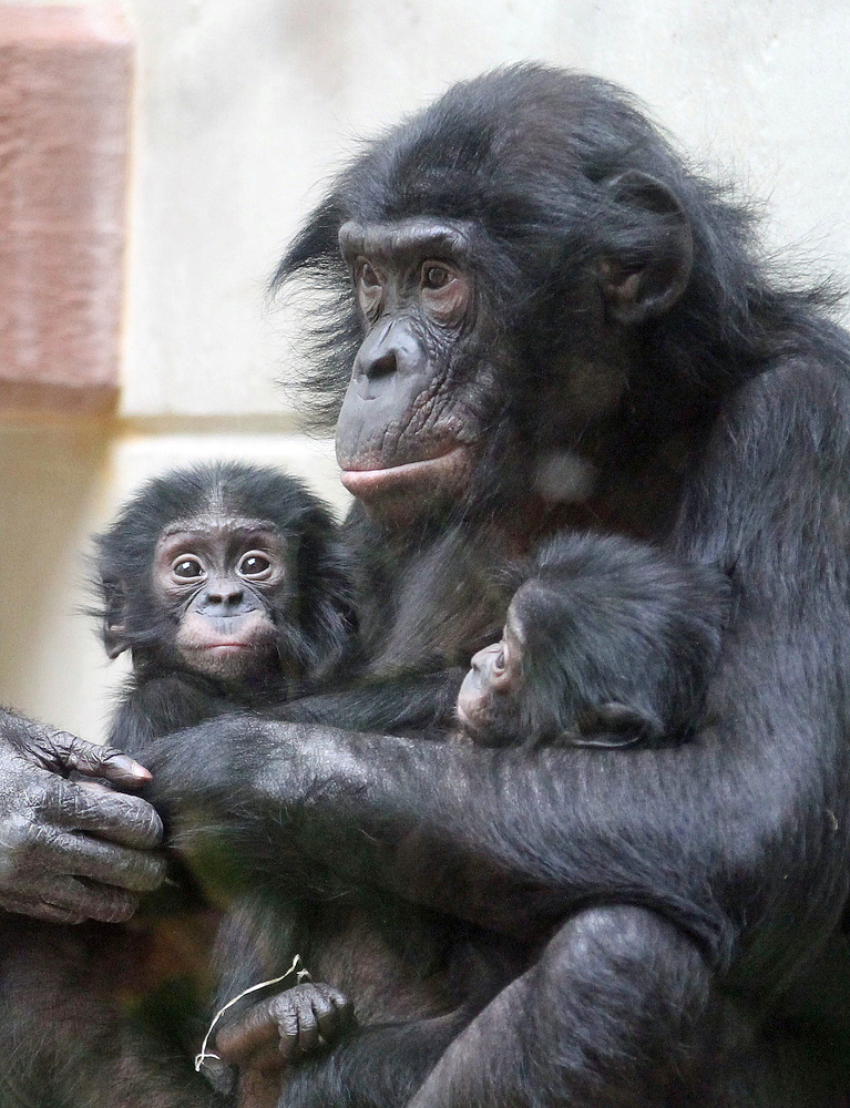 Bonobobabys im Zoo Wuppertal