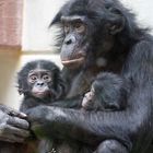 Bonobobabys im Zoo Wuppertal