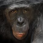  Bonoboporträt