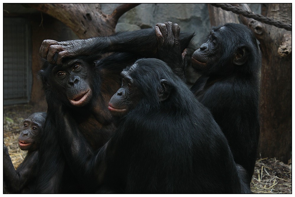 Bonobos